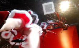 みくちゃんのサンタのガラステーブルでザリガニCRUSH 最終章