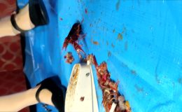 みくちゃんの黒パンプスでザリガニCRUSH1