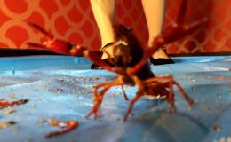 みくちゃんの黒パンプスでザリガニ最終章